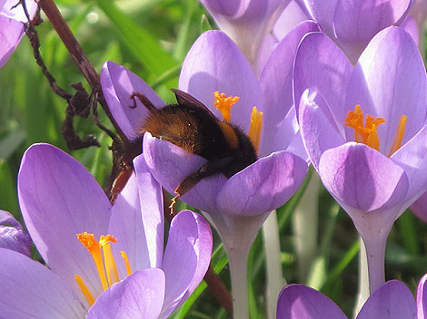 Queen bumble bottoms up blog 13.02