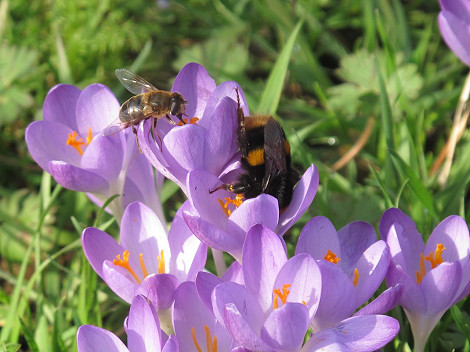 Queen bumble honey crocus leader 13.02