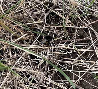 Queen bumble search 22.02.22