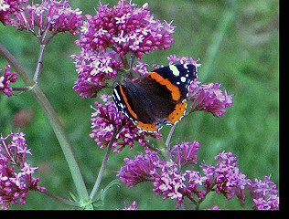 Big Butterfly Count