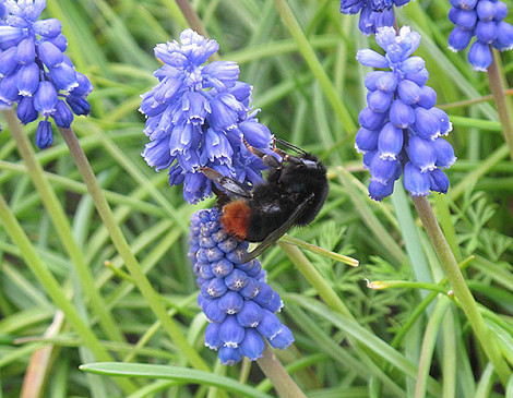 Red tailed bumble3 19.03 copy