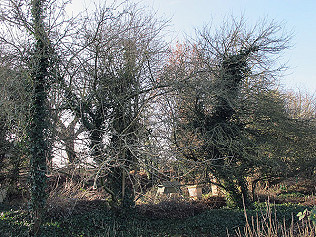 'Old Apple Tree..'