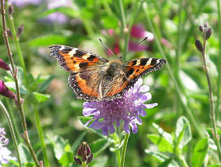 Fluttering Away?