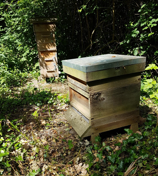Beekeeping at The RPA
