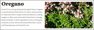 Free oregano plants