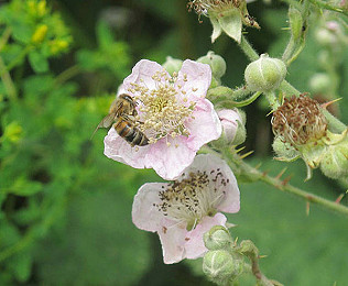 National Insect Week, hot birds and RIP