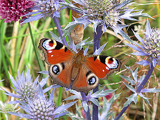Pollinators' Patch