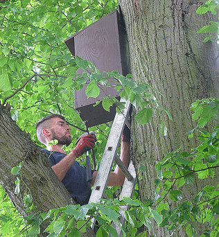 Tawny Owl nest boxes