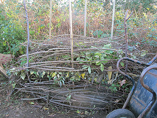 Dead hedges, evergreen hedge and all things composting