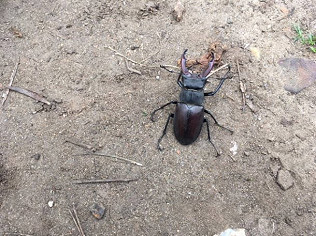 Stag beetles!  Painted ladies!  Flowers!  Bee bums!