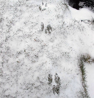 Mystery tracks!