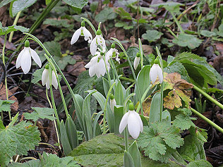 New Year snowdrops, RHS Plants for Bugs and cold frame!