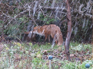 Weather galore, foxes and Season's Greetings