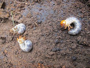 Stag beetle, bees, creative ironwork and Autumn Social!