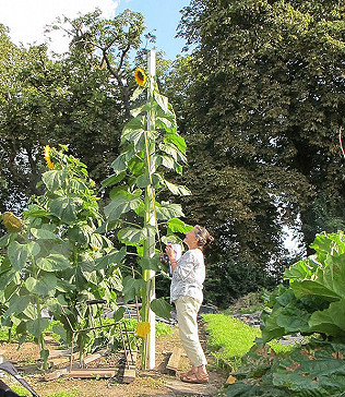 Sunflowers, path plants, spotless ladybird, harvest