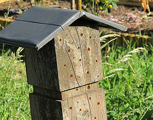 Bee post, bustin' June, poppies and toxic edibles!