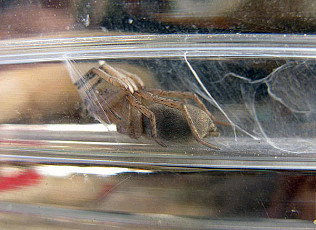 Spiders from Mars!