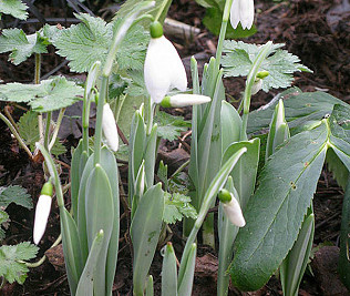 Green shoots, cold cold wet and fungus