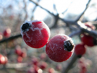 Frosty hips and heaps!