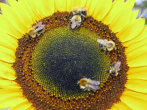 Sunflower bees closeup blog