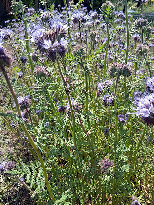 Phacelia